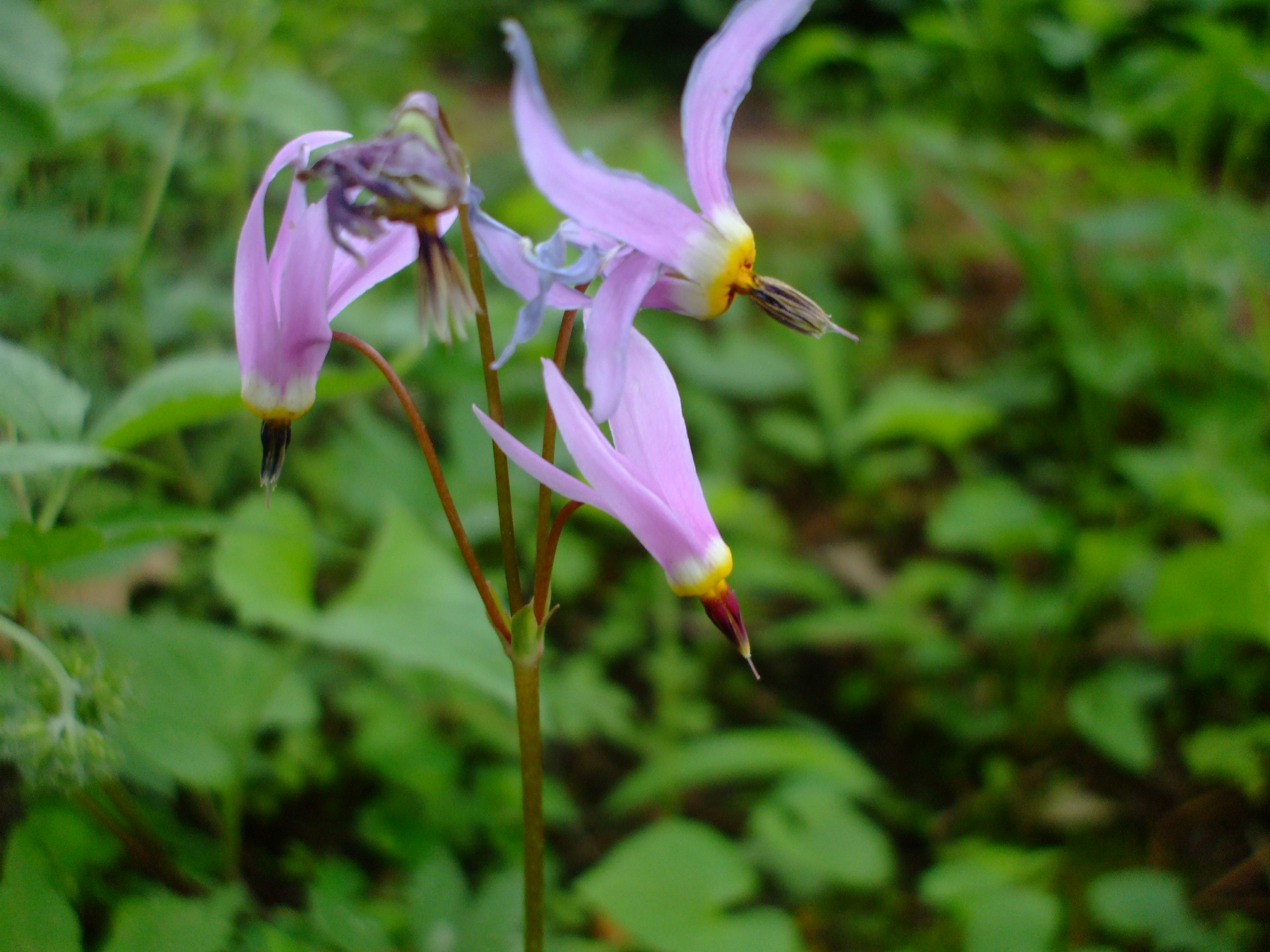 Dodecatheon meadia
